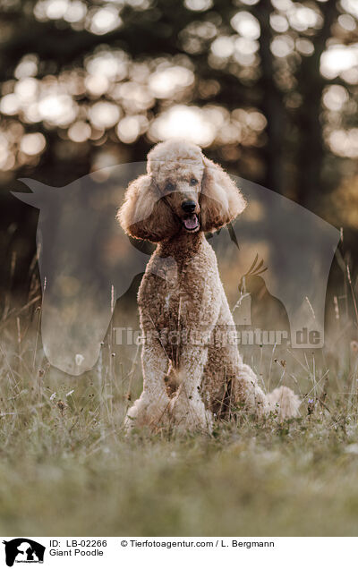 Giant Poodle / LB-02266