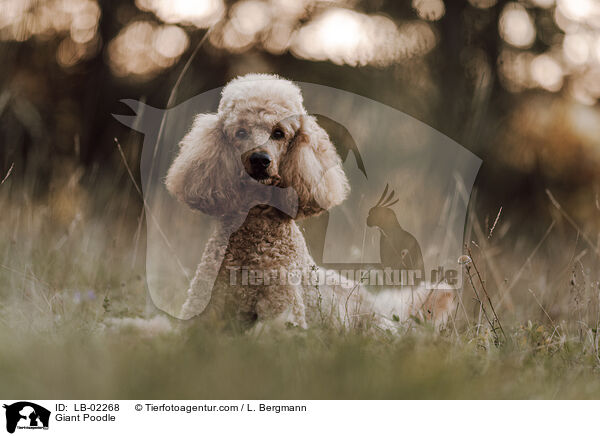 Giant Poodle / LB-02268