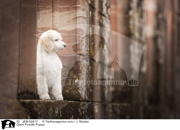 Giant Poodle Puppy / JEB-02817