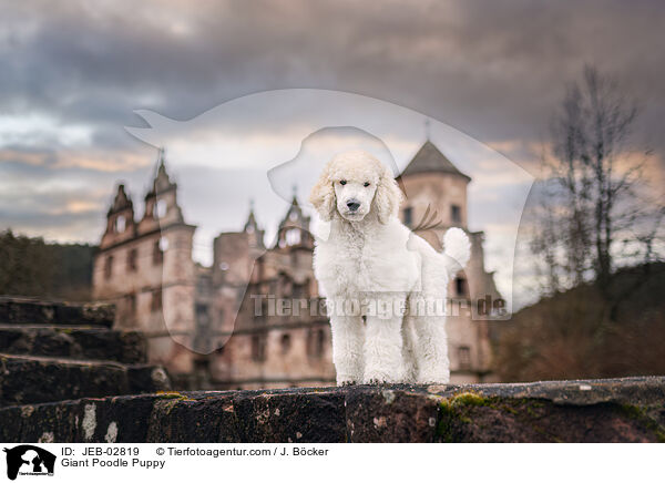 Giant Poodle Puppy / JEB-02819