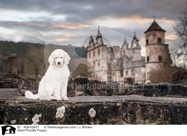 Giant Poodle Puppy / JEB-02821