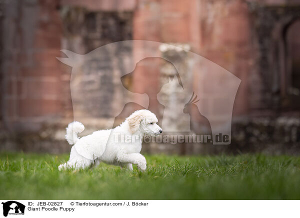 Giant Poodle Puppy / JEB-02827