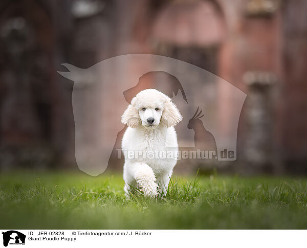 Giant Poodle Puppy / JEB-02828