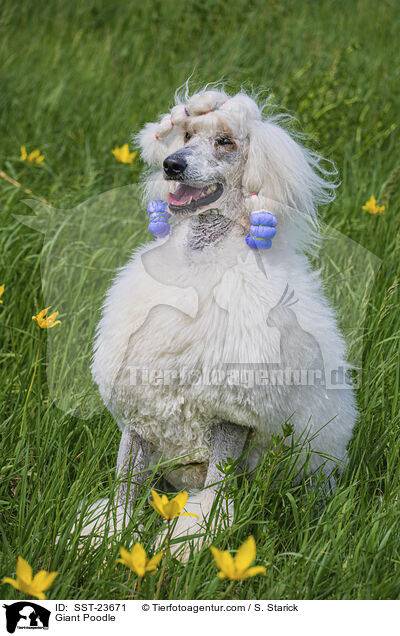 Giant Poodle / SST-23671