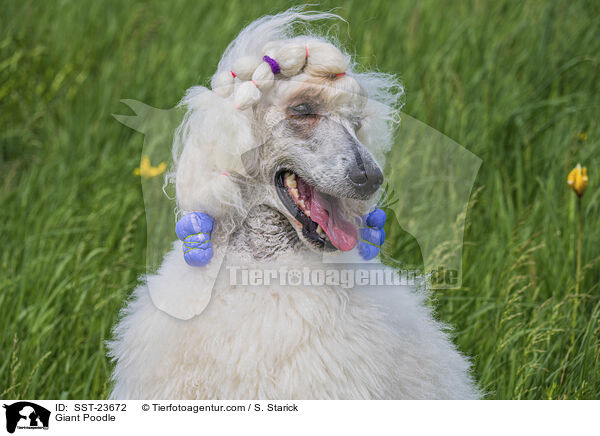 Giant Poodle / SST-23672