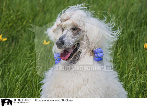 Giant Poodle / SST-23673