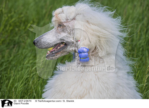 Giant Poodle / SST-23674