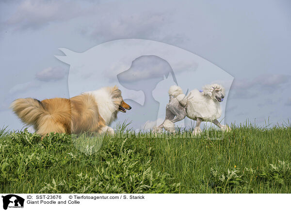 Giant Poodle and Collie / SST-23676