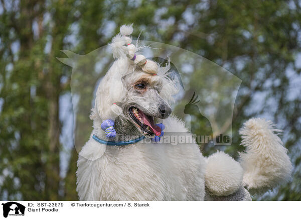 Giant Poodle / SST-23679