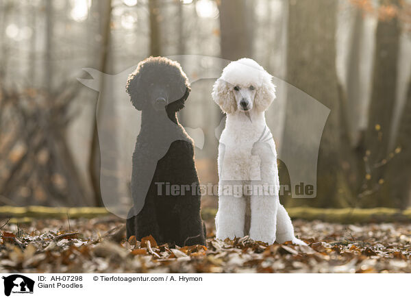 Gropudel / Giant Poodles / AH-07298