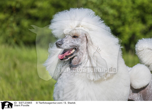 Gropudel / Giant Poodle / SST-23965