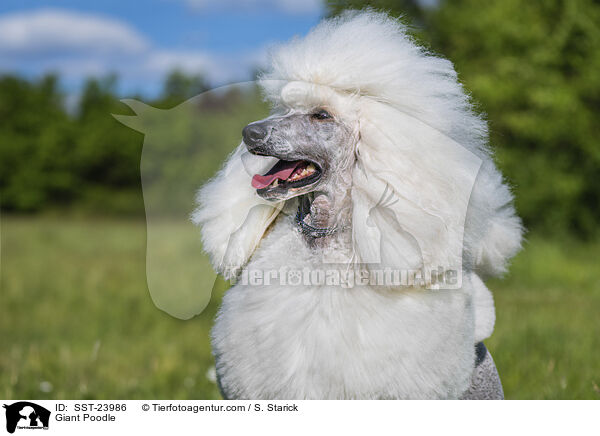 Gropudel / Giant Poodle / SST-23986