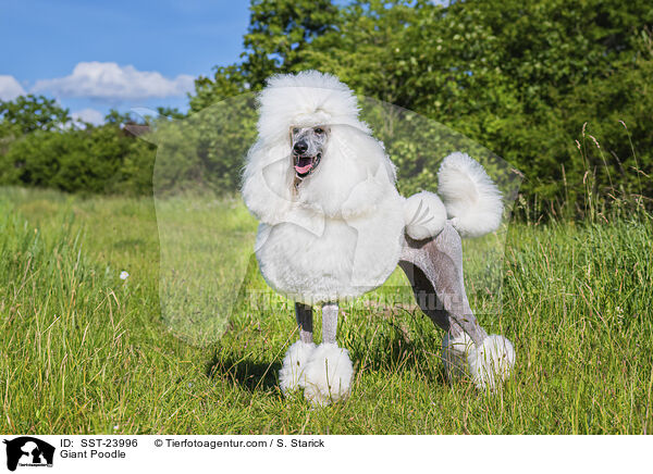 Giant Poodle / SST-23996