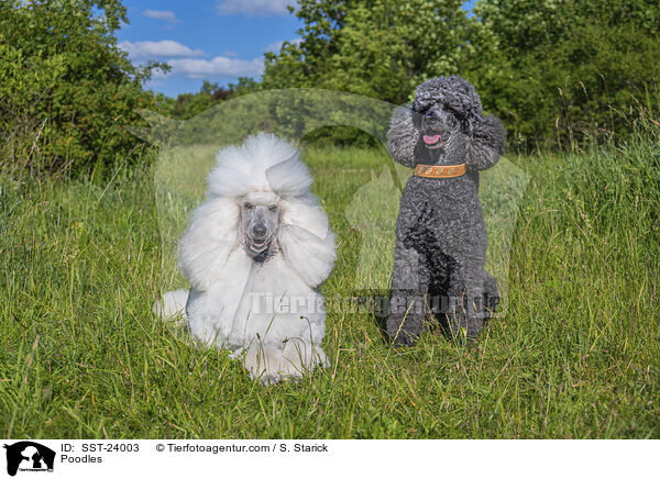 Poodles / SST-24003
