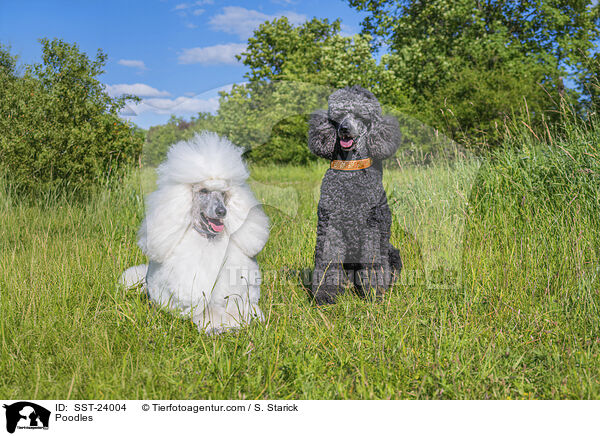 Poodles / SST-24004