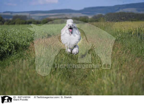 Giant Poodle / SST-24034