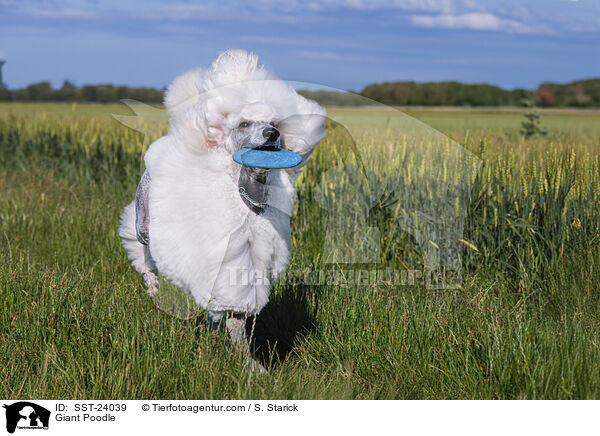 Giant Poodle / SST-24039