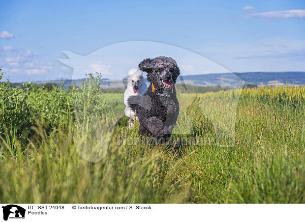 Poodles / SST-24048