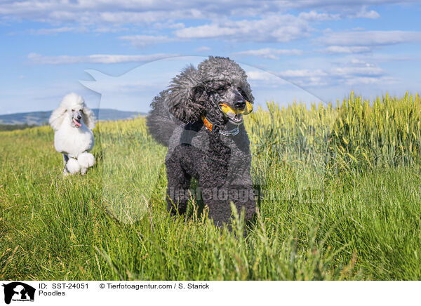 Poodles / SST-24051