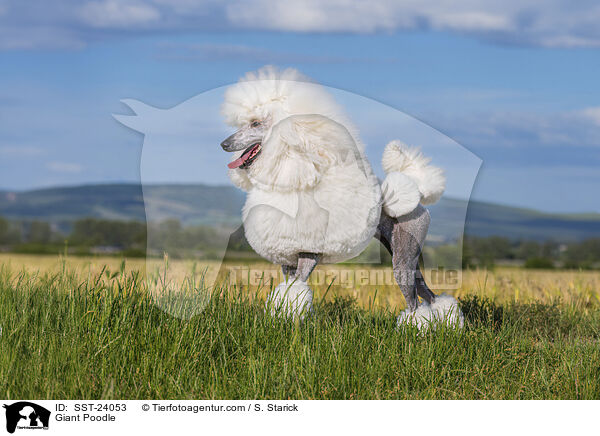 Giant Poodle / SST-24053