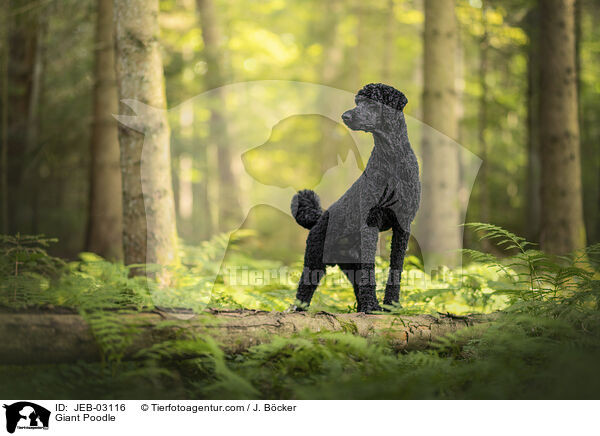 Gropudel / Giant Poodle / JEB-03116