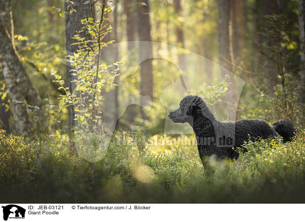 Giant Poodle / JEB-03121