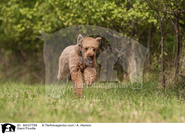 Giant Poodle / AH-07768