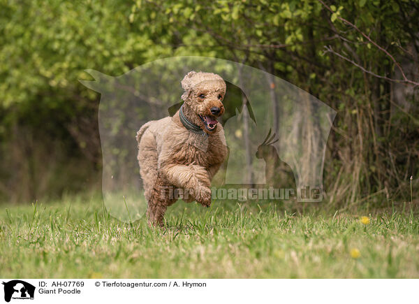 Giant Poodle / AH-07769