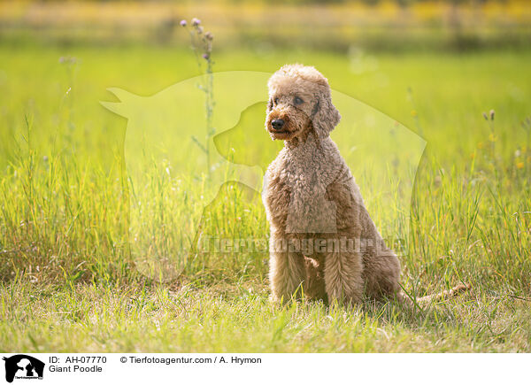 Giant Poodle / AH-07770