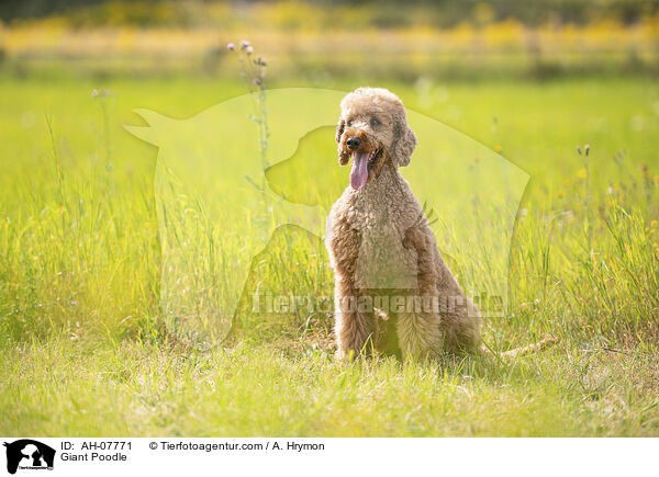 Giant Poodle / AH-07771