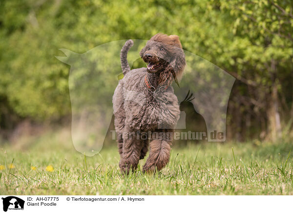 Gropudel / Giant Poodle / AH-07775