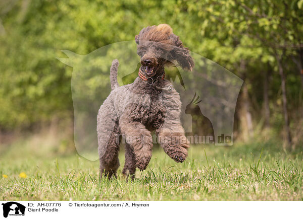 Gropudel / Giant Poodle / AH-07776