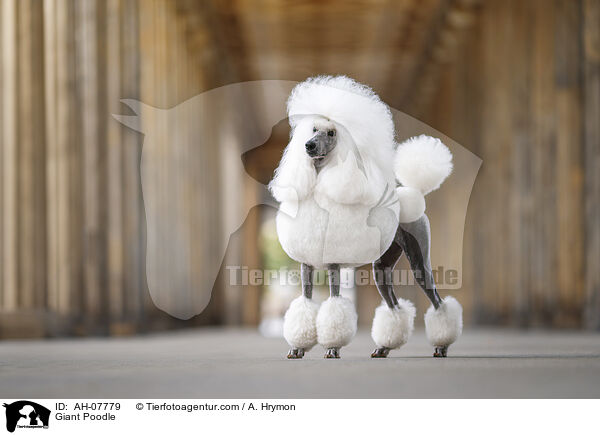 Gropudel / Giant Poodle / AH-07779