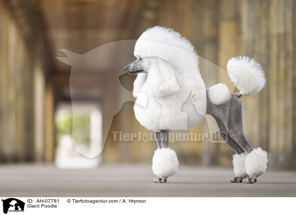 Giant Poodle / AH-07781