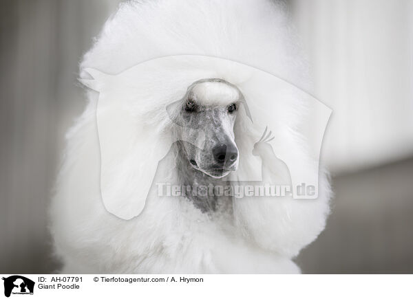Giant Poodle / AH-07791