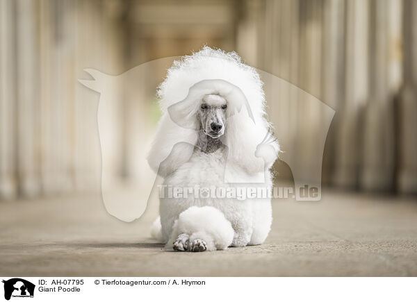 Gropudel / Giant Poodle / AH-07795