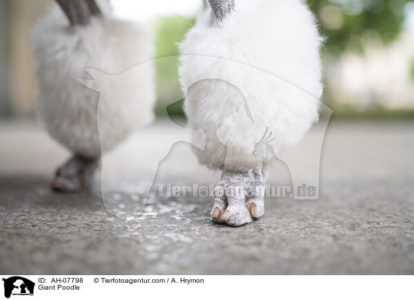 Gropudel / Giant Poodle / AH-07798