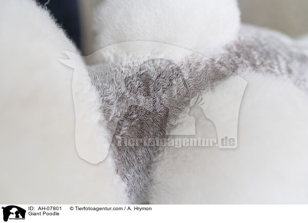 Giant Poodle / AH-07801