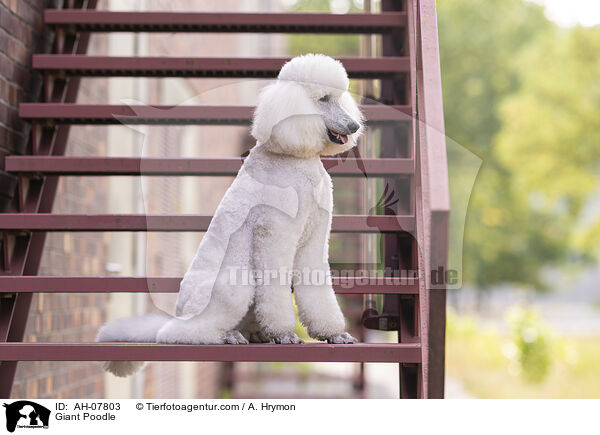 Giant Poodle / AH-07803