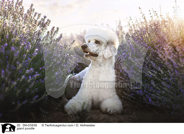 Gropudel / giant poodle / DH-03936