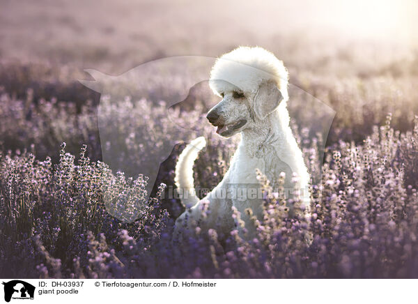 Gropudel / giant poodle / DH-03937