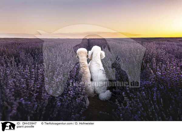 Gropudel / giant poodle / DH-03947