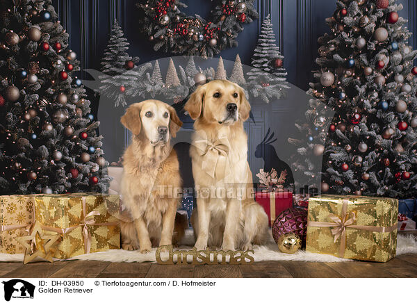 Golden Retriever / Golden Retriever / DH-03950