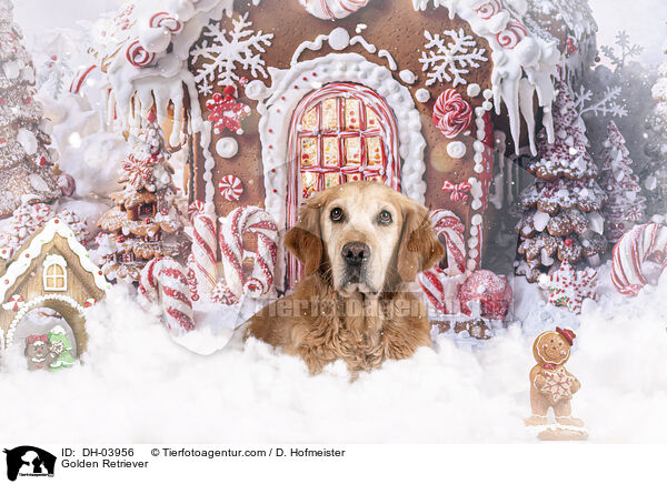 Golden Retriever / Golden Retriever / DH-03956