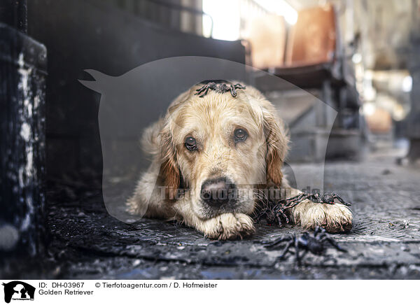 Golden Retriever / DH-03967