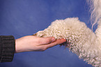 giving paw