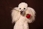 Giant Poodle with rose