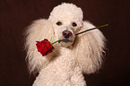 Giant Poodle with rose
