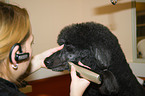 Grand Poodle at dog parlor