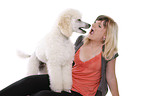 standing standard poodle